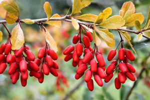 Supplementing with Berberine for Health and Longevity