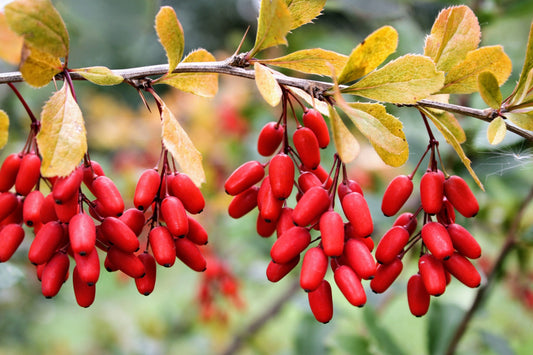 Supplementing with Berberine for Health and Longevity